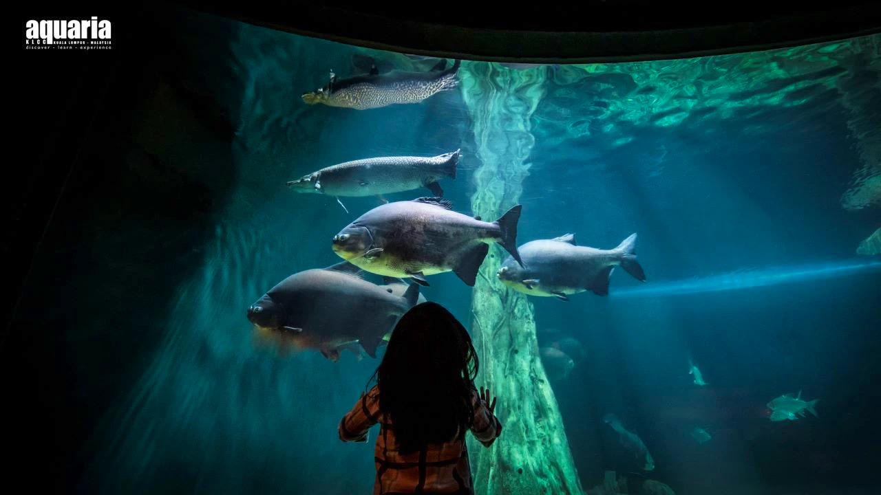 Combo: Aquaria KLCC + Berjaya Times Square Theme Park